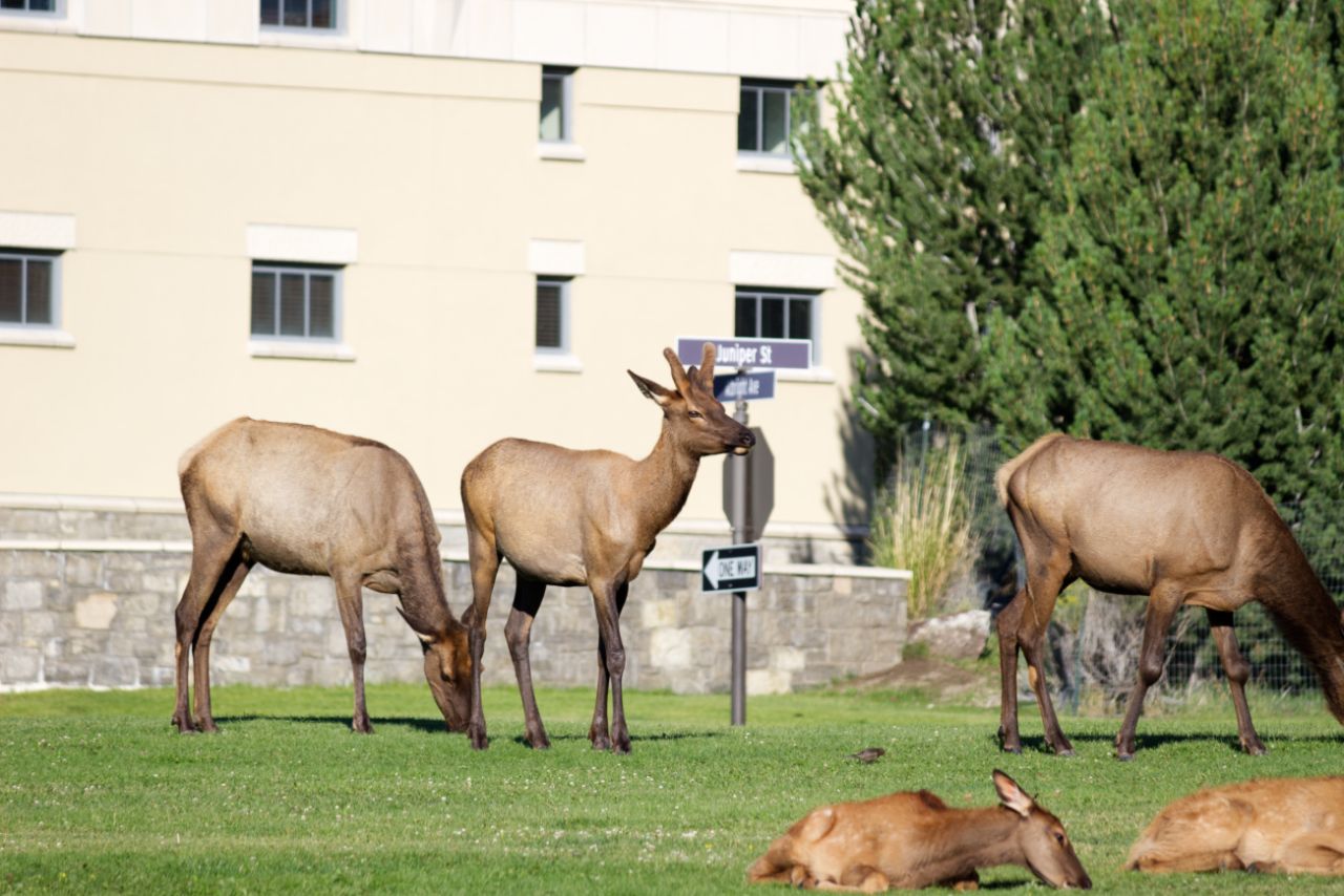 Elk at Mammoth in Yellowstone National Park