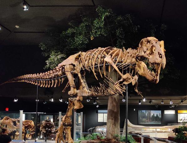 Rex Marks the Spot: Discovering Treasures at the Museum of the Rockies